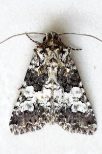 <i>Hadena compta</i>