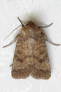 <i>Hoplodrina blanda</i>