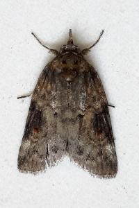 <i>Nycteola revayana</i>