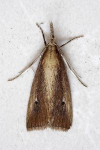 <i>Chilo phragmitellus</i>