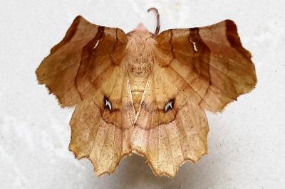 <i>Selenia lunularia</i>