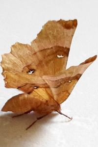 <i>Selenia lunularia</i>