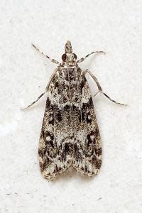 <i>Eudonia lacustrata</i>