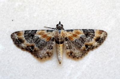 <i>Eupithecia linariata</i>