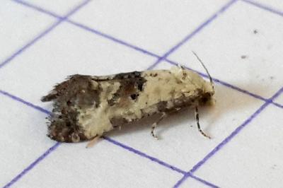 <i>Cochylis posterana</i>