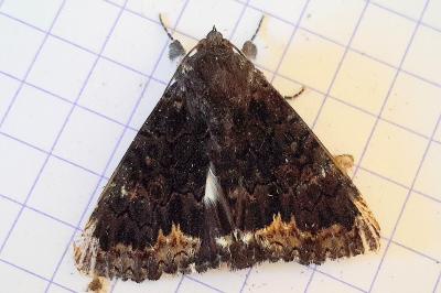 <i>Catephia alchymista</i>