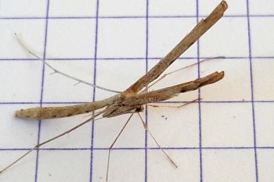 <i>Agdistis tamaricis</i>