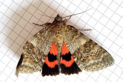 <i>Catocala nupta</i>