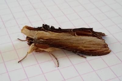 <i>Cucullia verbasci</i>