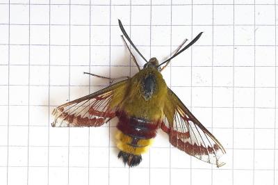 <i>Hemaris fuciformis</i>