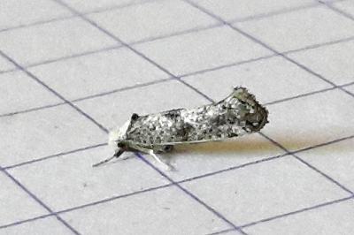 <i>Paraswammerdamia albicapitella</i>