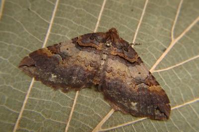 <i>Earophila badiata</i>