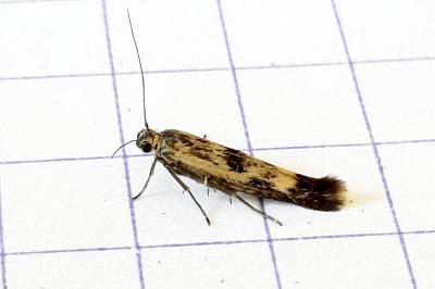<i>Scythris limbella</i>