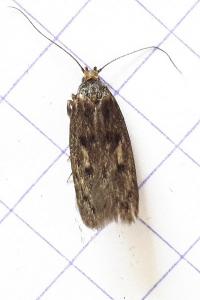 <i>Hofmannophila pseudospretella</i>