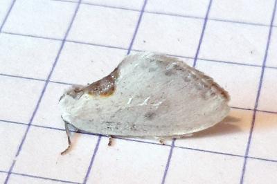 <i>Cilix hispanica</i>
