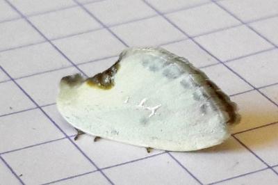 <i>Cilix hispanica</i>