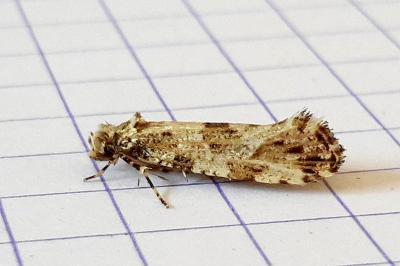 <i>Morophaga choragella</i>
