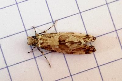 <i>Morophaga choragella</i>