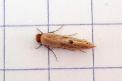 <i>Tinea semifulvella</i>