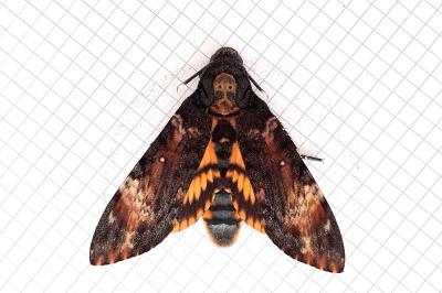 <i>Acherontia atropos</i>