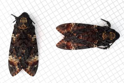 <i>Acherontia atropos</i>