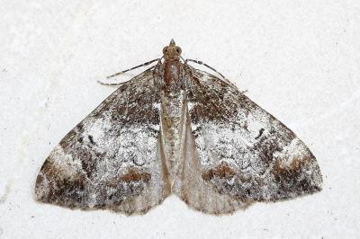 <i>Dysstroma truncata</i>