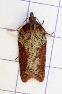 <i>Acleris hippophaeana</i>