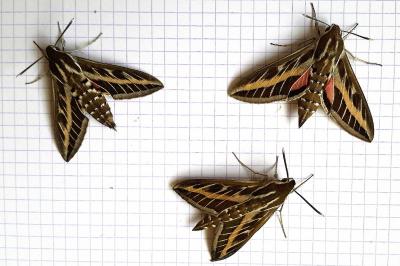 <i>Hyles livornica</i>