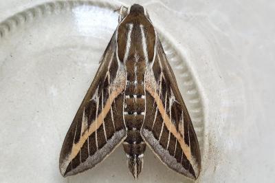 <i>Hyles livornica</i>