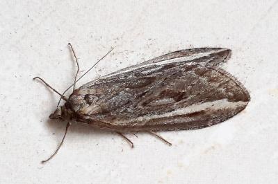<i>Chesias legatella</i>