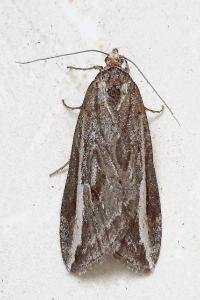 <i>Chesias legatella</i>