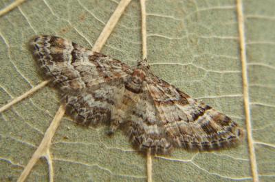 <i>Gymnoscelis rufifasciata</i>
