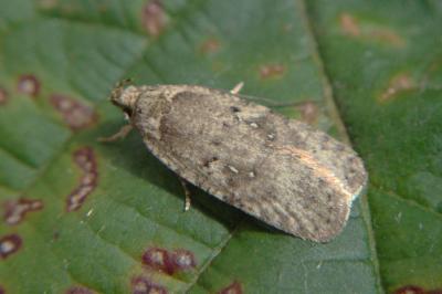 <i>Agonopterix ciliella/heracliana</i>