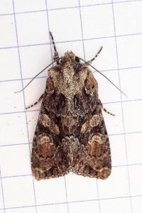 <i>Dryobotodes tenebrosa</i>