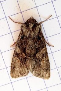 <i>Dryobotodes tenebrosa</i>