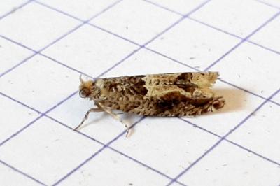 <i>Crocidosema plebejana</i>