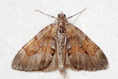 <i>Thera obeliscata</i>