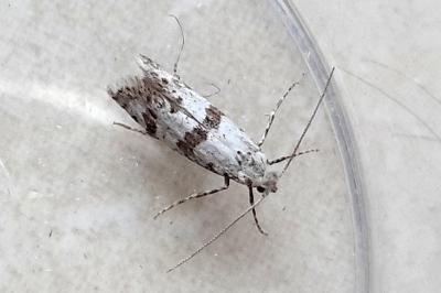 <i>Scythropia crataegella</i>