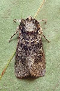<i>Polyploca ridens</i>