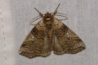 <i>Tethea or</i>