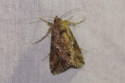 <i>Trichoplusia ni</i>