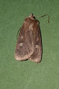 <i>Xestia xanthographa</i>