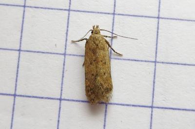 <i>Bryotropha terrella</i>
