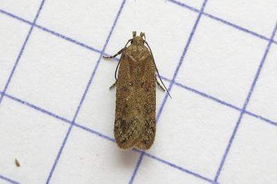 <i>Bryotropha desertella/politella/terrella</i>