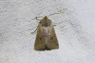 <i>Spudaea ruticilla</i>