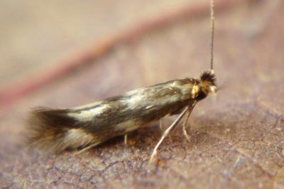 <i>Bucculatrix nigricomella</i>