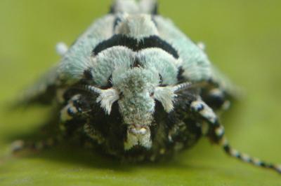<i>Griposia aprilina</i>
