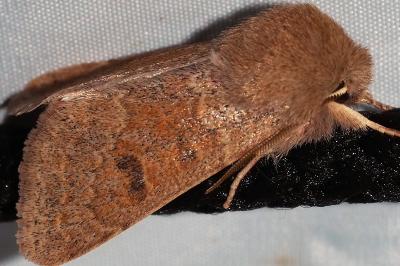 <i>Orthosia miniosa</i>