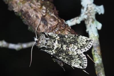 <i>Polyploca ridens</i>