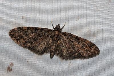 <i>Eupithecia abbreviata</i>